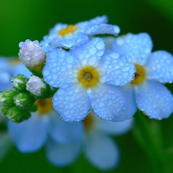 Myosotis Sylvatica Grass Seeds Green Garden Plant